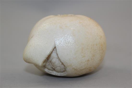 A Japanese ivory model of a partially peeled satsuma, early 20th century, 6.5cm, colour faded, age cracks